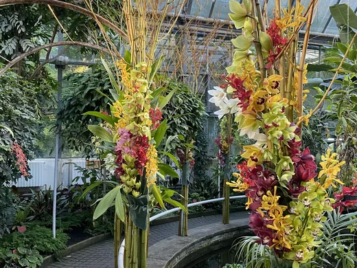 Výstava orchidejí, fotografie 10
