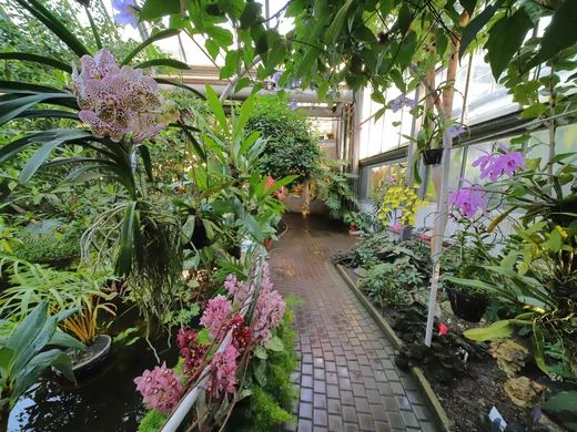 Výstava orchidejí, fotografie 2