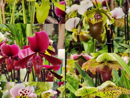 Výstava orchidejí, fotografie 3