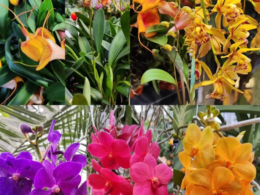 Výstava orchidejí, fotografie 4