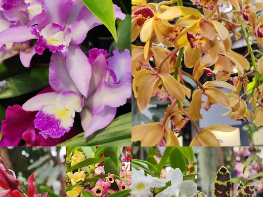 Výstava orchidejí, fotografie 5