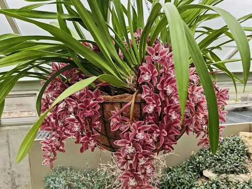 Výstava orchidejí, fotografie 7