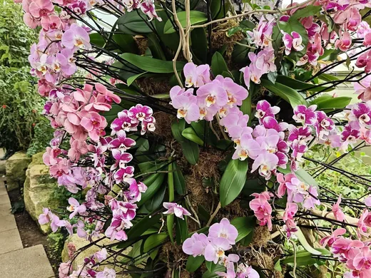 Výstava orchidejí, fotografie 8