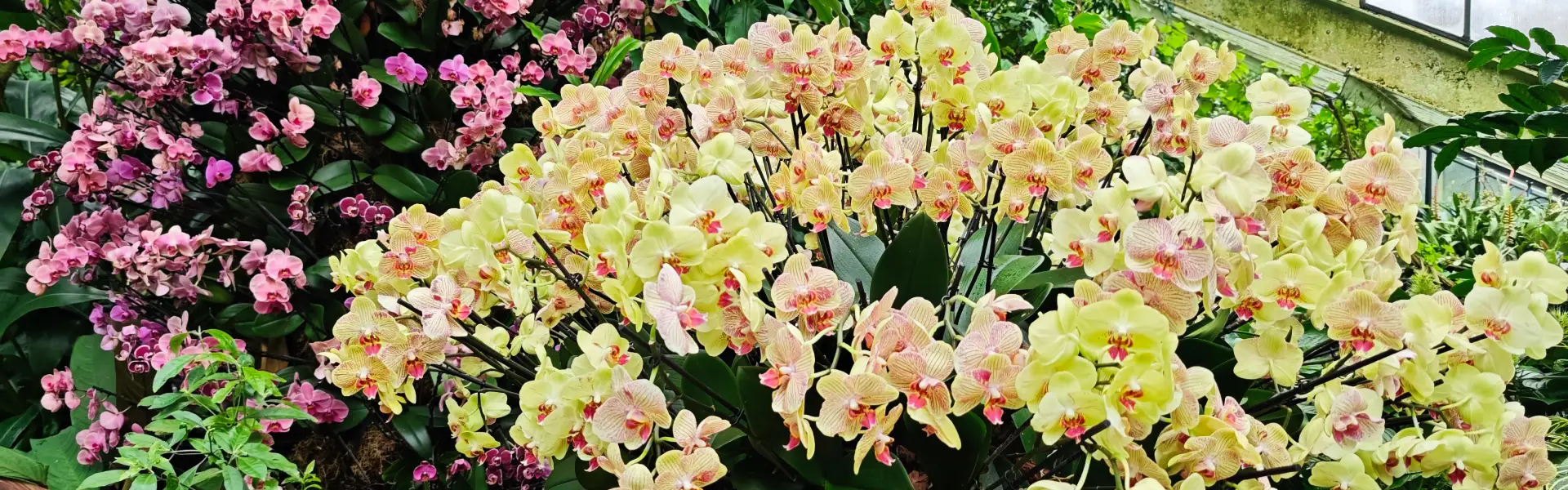 Výstava orchidejí, fotografie 1