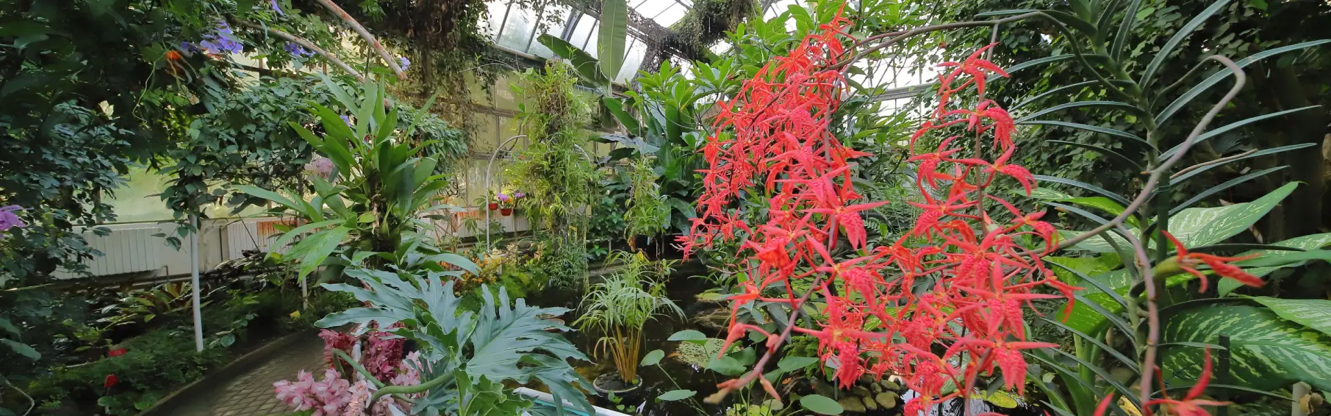 Výstava orchidejí, fotografie 2